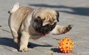 巴哥最新爆料视频播放